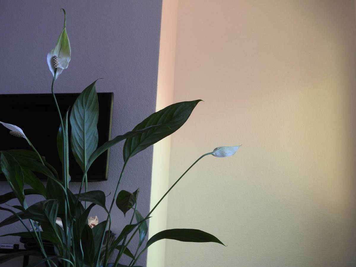 Apartment Antonela スラティネ エクステリア 写真